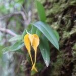 Bulbophyllum nasica Flor