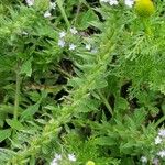 Verbena bracteata Blatt