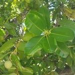 Calophyllum calaba Fuelha