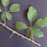 Rubus winteri Blad