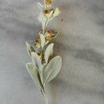 Pentanema verbascifolium Leaf