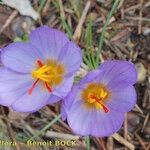 Crocus thomasii Květ