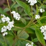 Stevia ovata Flor