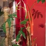 Philodendron pedatum Лист