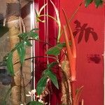 Philodendron pedatum List