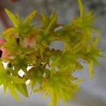 Sedum luteoviride