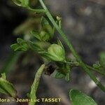 Veronica anagallis-aquatica Fruit