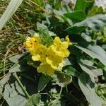 Huynhia pulchra Flower