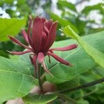 Calycanthus floridus Flower