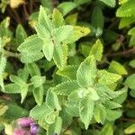 Nepeta × faassenii Frunză