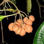 Pittosporum undulatum Fruit