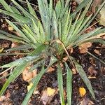 Yucca filamentosa List