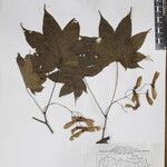 Acer campbellii Kita