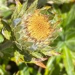 Carlina salicifolia Цветок