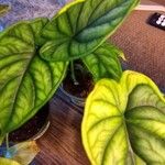 Alocasia baginda Лист