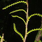 Laccosperma korupense Кветка