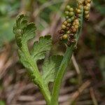 Botrychium matricariifolium Other