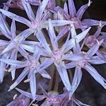 Allium anceps Λουλούδι