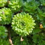 Saxifraga rosacea Yaprak