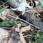 Erythronium albidum Folha