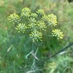 Foeniculum vulgareFlower