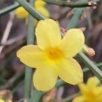 Jasminum nudiflorumFlower