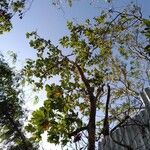 Artocarpus treculianus Habit