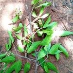 Dombeya subviscosa Hoja