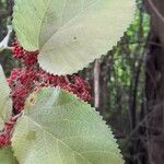 Urera caracasana Folha