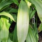 Crinum moorei Leaf