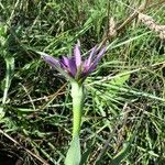 Tragopogon porrifolius 其他