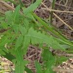 Sisymbrium loeselii Folha