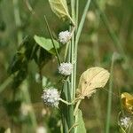 Cuscuta approximata Květ