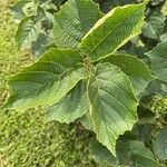 Corylus americana 葉