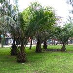 Elaeis guineensis Habit