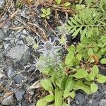 Eryngium planum Habitat