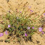 Dianthus gallicus Autre