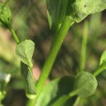 Samolus valerandi Leaf