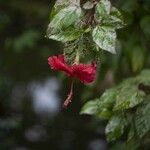 Hibiscus rosa-sinensis Õis