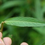 Ludwigia longifolia Leaf