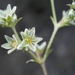 Scleranthus perennis Flower