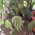 Peperomia argyreia Лист