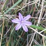 Aphyllanthes monspeliensis Blomma