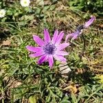 Anemone hortensis Flor
