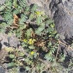 Tribulus terrestris ᱛᱟᱦᱮᱸ