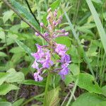 Platanthera psycodes Habitus