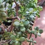 Crassula ovata পাতা