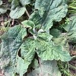 Salvia argentea Fuelha
