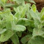 Teucrium scordium Blad