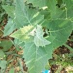 Atriplex sagittata Foglia